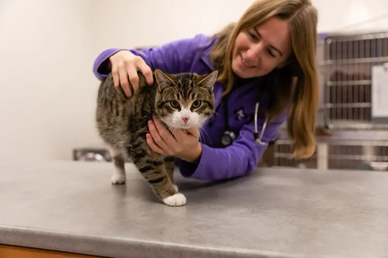 Dr. Laura Ryan examining a cat on the exam table at Thedford Veterinary Hospital