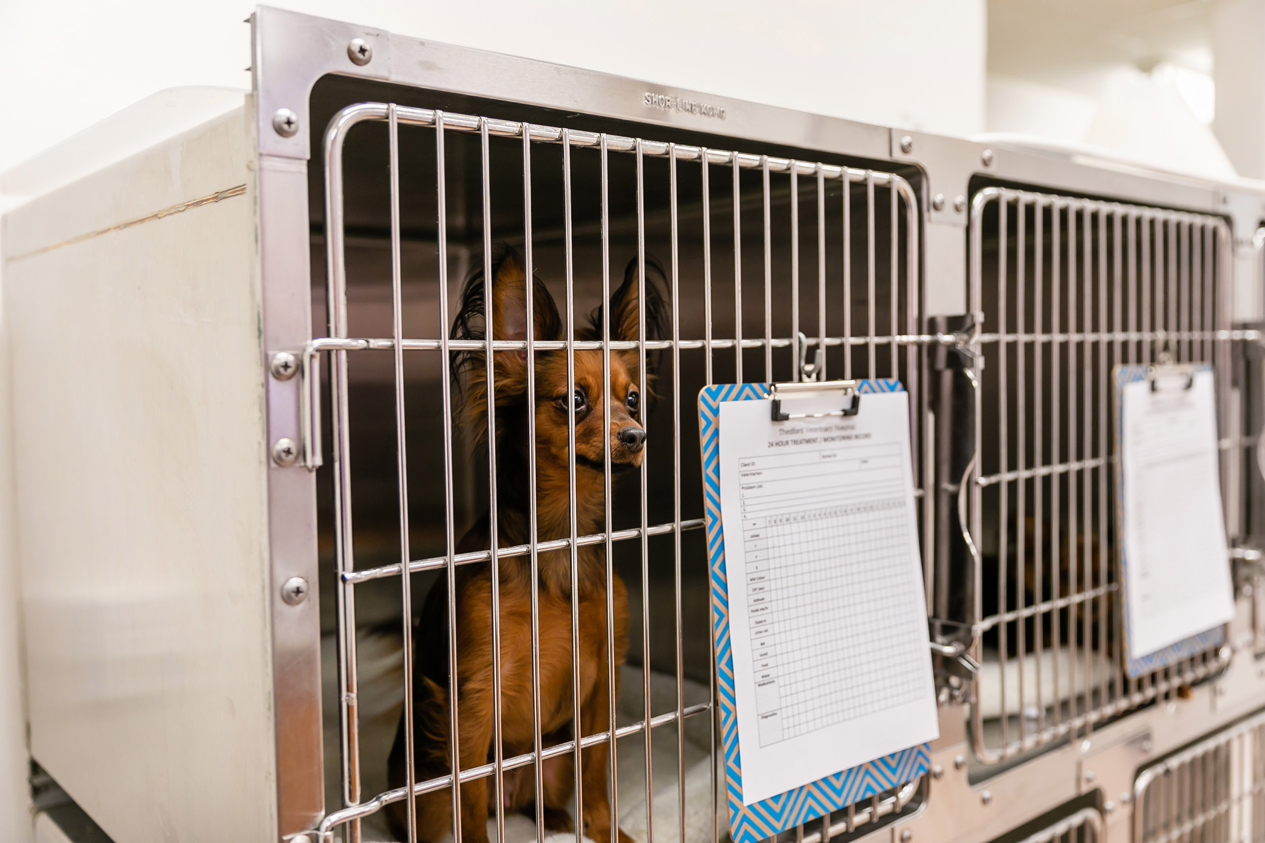 A small dog resting in a kennel at Thedford Veterinary Hospital