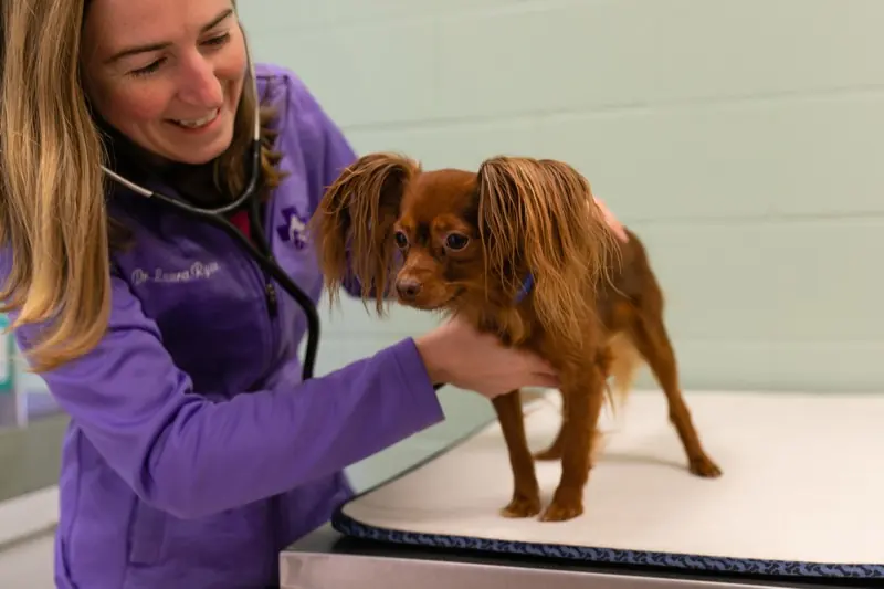 Dr. Laura Ryan examining a dog on the exam table at Thedford Veterinary Hospital