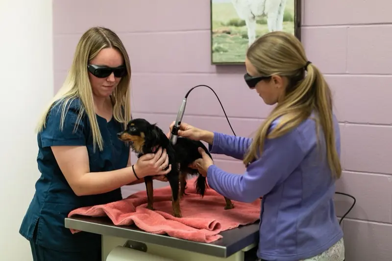 Thedford Veterinary Hospital team performing laser therapy on a dog
