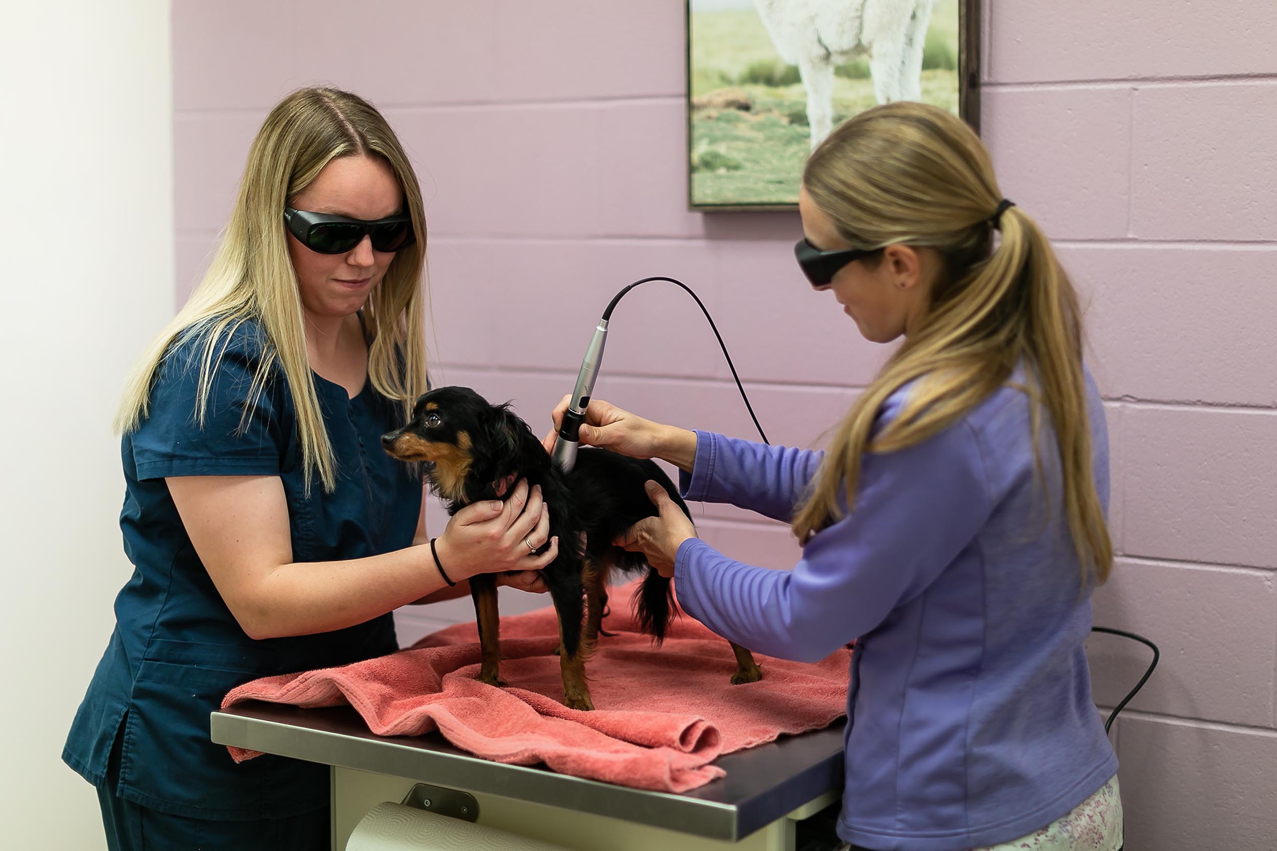 Thedford Veterinary Hospital team performing laser therapy on a dog